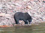 bear thumb